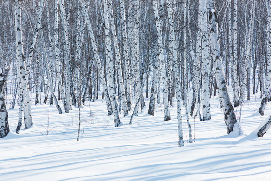 冬季积雪白桦林白桦树