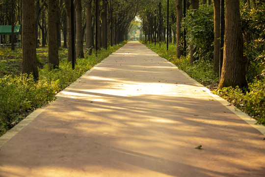 林中步道