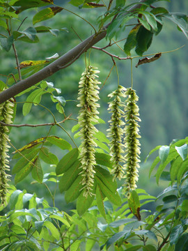 胡桃科植物枫杨