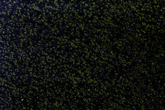 菊花绿板材