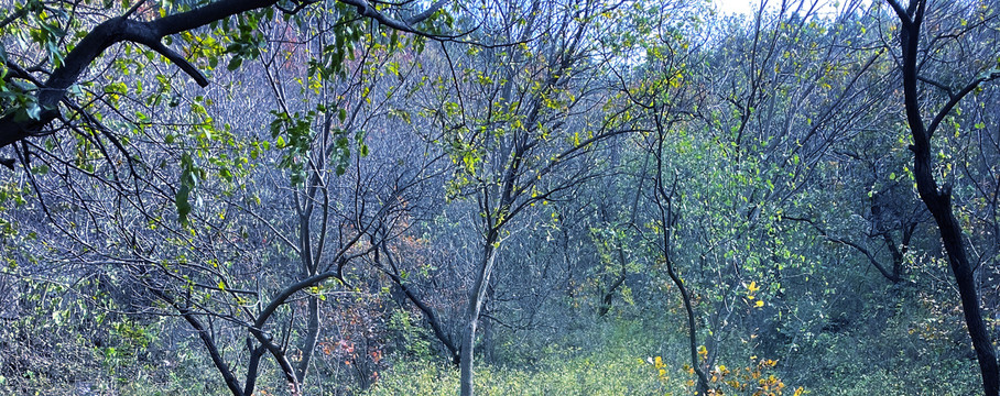 初秋时节的小树林风景图片