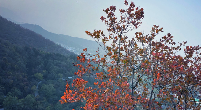 初秋时节红叶树林风景图片
