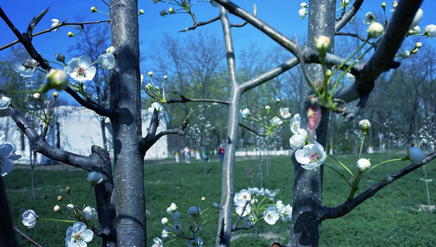 公园里梨花盛开的图片