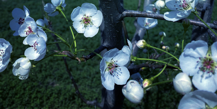 春日暖阳下盛开的梨花花蕊图片