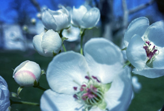 春日里梨花盛开与梨花花苞图片