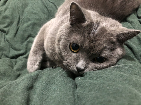 猫咪