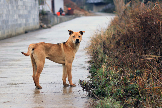 中华田园犬土狗