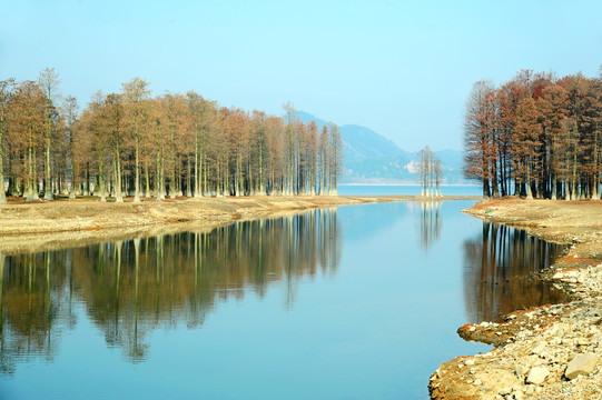 深秋浙江四明湖边的水杉树林