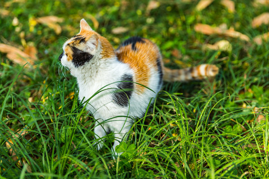 花猫