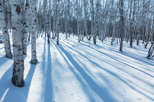 冬季光影雪原白桦林