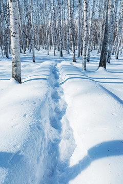 白桦林厚厚积雪