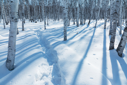 白桦树林雪地小路