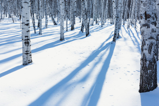 冬季森林积雪树干