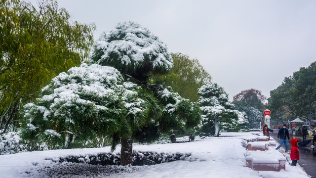 皑皑白雪