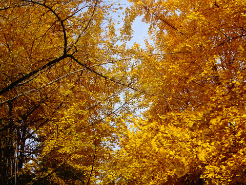 金色的秋天