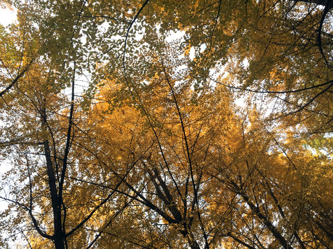 银杏树林