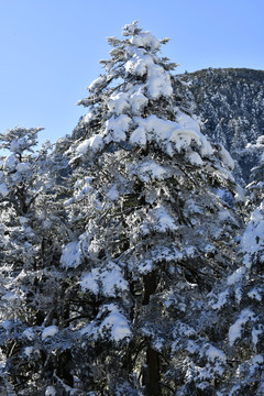 树上的雪