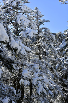 雪中树林