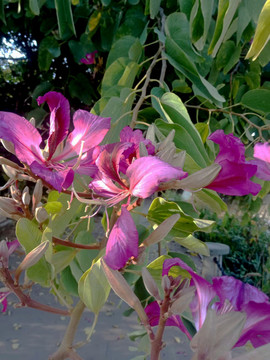 蝴蝶花