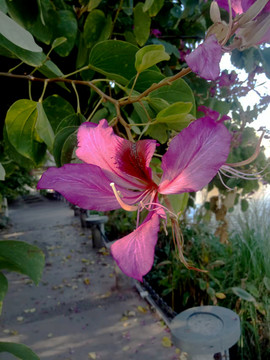 蝴蝶花