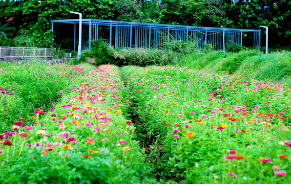 田园格桑花