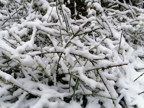 树枝积雪