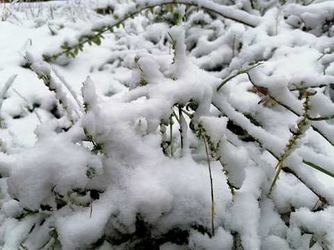 下雪