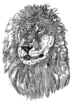 狮子头线描