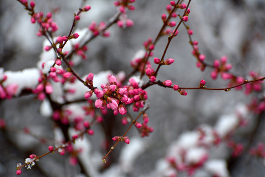 梅花雪