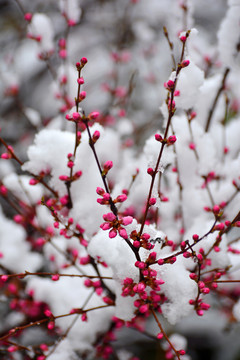 梅花雪