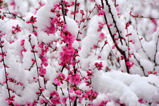 梅花雪