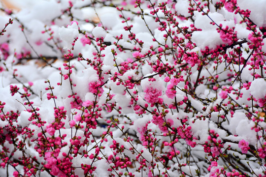 梅花雪