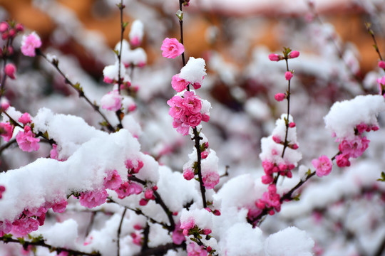 梅花雪