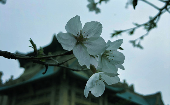 初春时节盛开的白色樱花