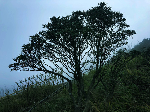 蓝天白云草地树木风景图片