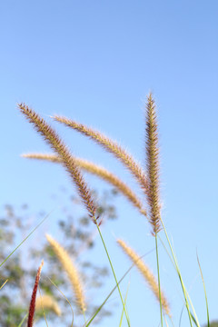 红色的狗尾巴草