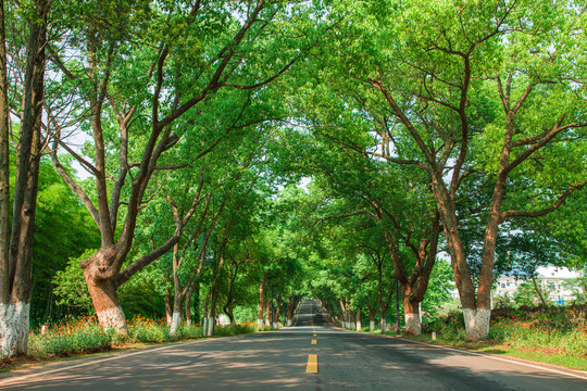 林荫隧道