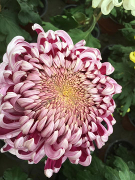 秋菊