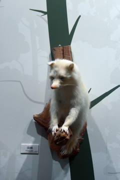 美洲野生动物白化浣熊