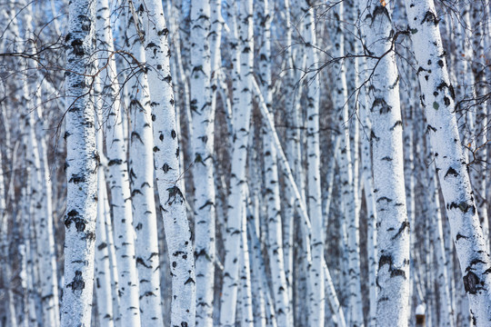 冬季白桦树树干