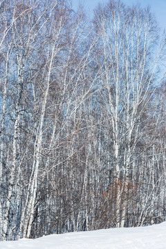 冬季蓝天白桦树