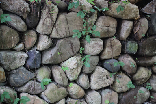 石头墙绿植