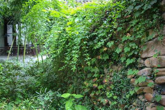 绿植石墙