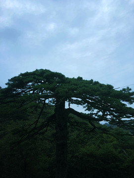 蓝天白云下的松树林风景图片