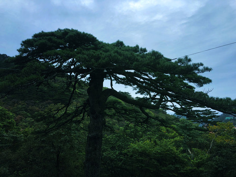 蓝天白云下松树林风景图片