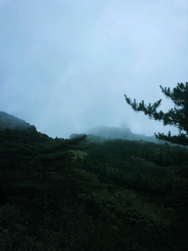 云雾缭绕松树林风景图片