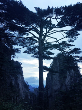 高耸入林的松树和高山风景图片