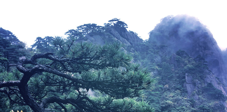 高山迎客松风景图片