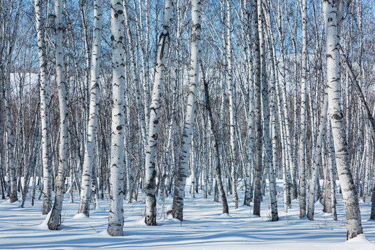 雪地蓝天白桦树林