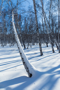 冬季森林积雪白桦树杆